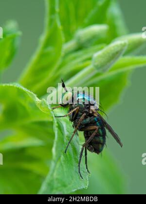 Vue latérale verticale d'une mouche verte colorée à longues pattes (espèce Dolichopodidae) grimpant sur une plante verte Banque D'Images