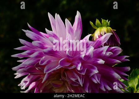 Tête de fleur Dahlia cultorum rose et blanc violet. gros plan avec petite fleur en forme de bourgeon. Fond vert doux. Pétales fragiles. Vue macro. Banque D'Images