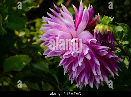 Tête de fleur Dahlia cultorum rose et blanc violet. gros plan avec petite fleur en forme de bourgeon. Fond vert doux. Pétales fragiles. Vue macro. Banque D'Images