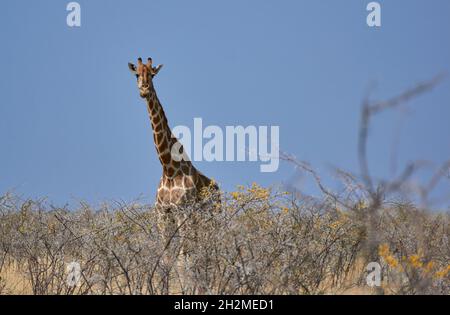 Une girafe angolaise (Giraffa camelopardalis) dans la savane africaine au parc national d'Etosha, en Namibie. Banque D'Images