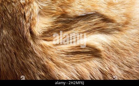 fourrure de chat longue et rouge comme arrière-plan Banque D'Images