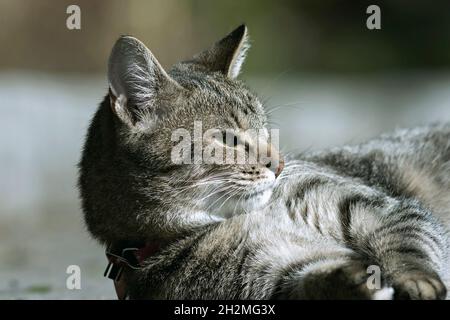Ferme-chat domestique nu ( Felis catus ) montrant les caractéristiques du chat sauvage Banque D'Images