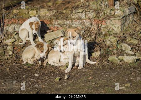 Une couvée de chiots errants attendant la mère du chien près d'un mur de briques détruit Banque D'Images