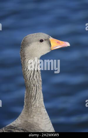 Graylag Goose (Anser anser) Kensington Gardens, Londres.Octobre Banque D'Images