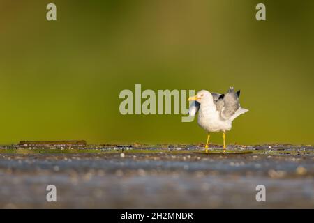 Mouette Caspienne (Larus cachinnans) debout au bord de l'eau en Bulgarie Banque D'Images