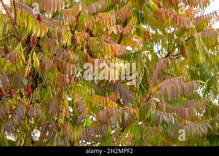 Arbre de Rhus typhina à l'automne, arrière-plan du feuillage d'automne Banque D'Images