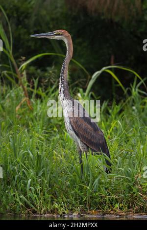 Goliath Heron - Ardea goliath, magnifique grand héron coloré des lacs et rivières africains, Parc national de la Reine Elizabeth, Ouganda. Banque D'Images