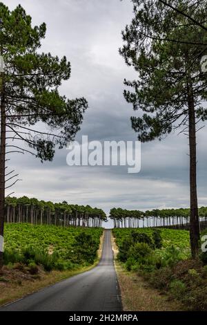 Alors arrêtez de voler des sables, Napoléon ordonna que d'immenses forêts soient plantées le long de la côte atlantique de l'Aquitaine dans les Landes, avec des routes en travers Banque D'Images