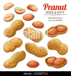 vecteur d'arachide sur fond blanc Illustration de Vecteur