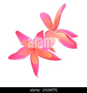 plumeria rose excellentes couleurs et isolé sur fond blanc Banque D'Images