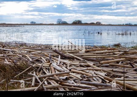 Paysage tranquille surplombant le lac avec une île au loin et une rive couverte d'algues sèches au premier plan Banque D'Images