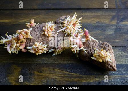 Des pommes de terre en forme de crevettes avec des petits pains luxuriants de jeunes racines se trouvent sur le pont en bois Banque D'Images