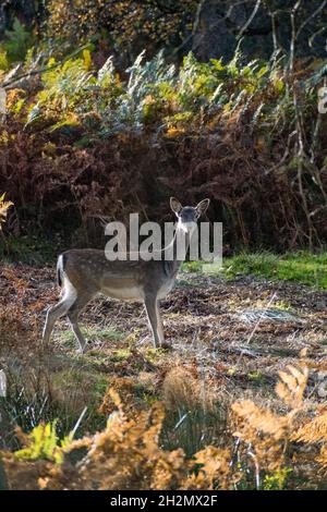 Les cerfs de jachère faument en marchant dans un environnement d'automne Banque D'Images