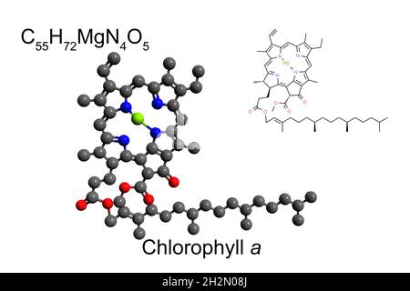 Formule chimique, formule squelettique et modèle bille-bâton 2D du pigment chlorophylle a, fond blanc Banque D'Images