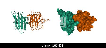 Structure du Cu humain, de la superoxyde dismutase de Zn, de la caricature 3D et des modèles de surface gaussienne, schéma de couleur des chaînes, PDB 1pu0, fond blanc Banque D'Images