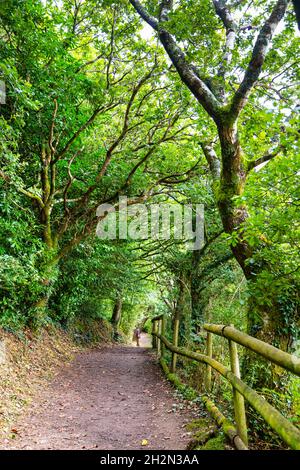 Sentier dans la réserve naturelle de Morfa Harlech par Portmeirion, Snowdonia, pays de Galles, Royaume-Uni Banque D'Images