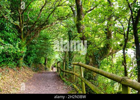 Sentier dans la réserve naturelle de Morfa Harlech par Portmeirion, Snowdonia, pays de Galles, Royaume-Uni Banque D'Images