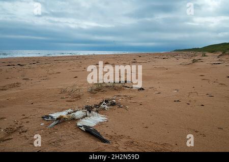 Décompose la carcasse de Gannet (Morus bassanus) sur la plage de Sadny. Banque D'Images