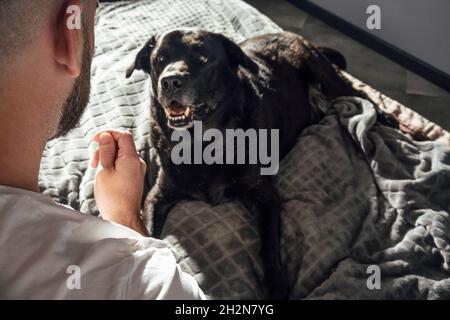 Chien d'animal regardant l'homme gestant en s'asseyant sur le lit à la maison Banque D'Images