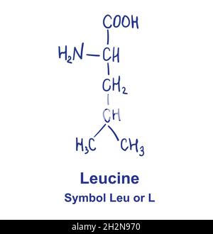 Structure chimique de la leucine.Illustration vectorielle dessinée à la main Illustration de Vecteur