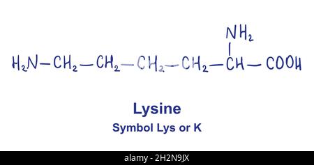 Structure chimique de la lysine.Illustration vectorielle dessinée à la main Illustration de Vecteur