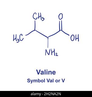 Structure chimique de la valine.Illustration vectorielle dessinée à la main Illustration de Vecteur