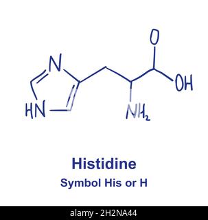 Structure chimique de l'histidine.Illustration vectorielle dessinée à la main Illustration de Vecteur