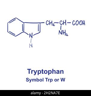 Structure chimique du tryptophane.Illustration vectorielle dessinée à la main. Illustration de Vecteur