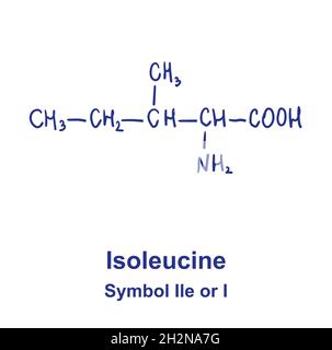 Structure chimique de l'isoleucine.Illustration vectorielle dessinée à la main Illustration de Vecteur