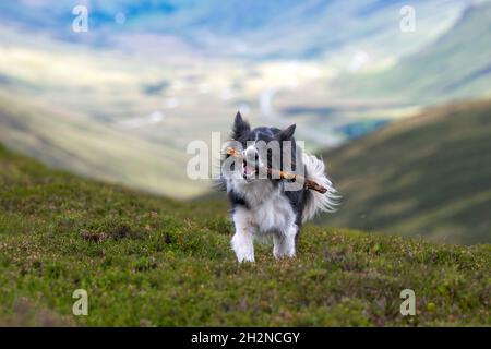 Bordure Collie tenant le bâton dans la bouche tout en marchant sur l'herbe Banque D'Images