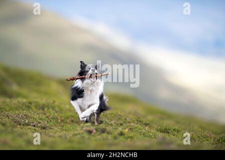 Border Collie fonctionnant avec le bâton dans la bouche Banque D'Images