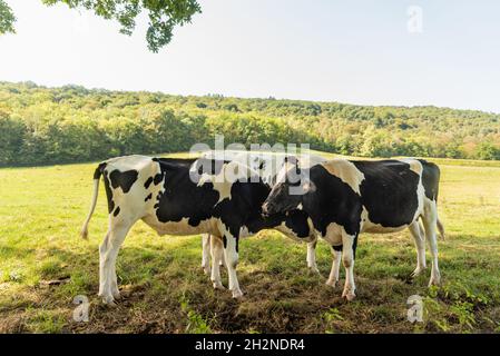 Groupe de vaches paissant à l'ombre d'un arbre dans un pré vert et ensoleillé Banque D'Images