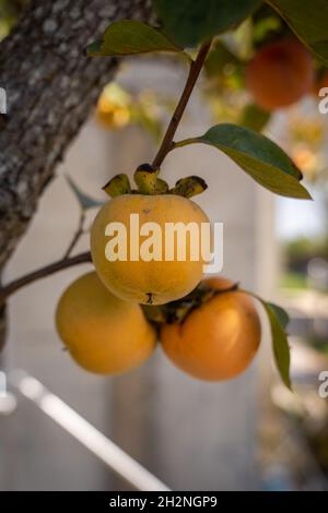 Gros plan de lotus frais ou de fruit persimmon accroché à une branche d'arbre, vertical Banque D'Images