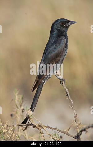 Drongo noir (Dicrurus macrocercus) immature perchée sur le broussailles du Gujarat, IndeNovembre Banque D'Images