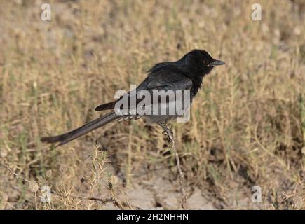 Drongo noir (Dicrurus macrocercus) immature perchée sur le broussailles du Gujarat, IndeNovembre Banque D'Images