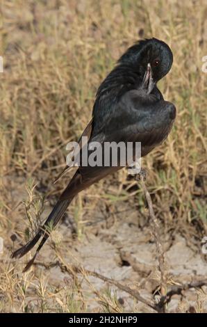 Drongo noir (Dicrurus macrocercus) immature perchée sur le maquis préentant le Gujarat, IndeNovembre Banque D'Images