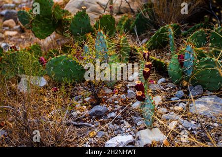 Poire pirickée aux fruits rouges dans la ferme sauvage plantes de cactus d'Opuntia en pleine nature poussant sur un sol rocheux sec avec une végétation et de l'herbe flétris Banque D'Images