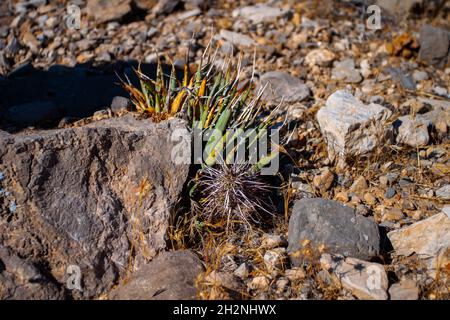 Deux cactus un cactus avec des feuilles longues et aiguisées, avec des épines deuxième cactus mort, avec de longues épines deux cactus sauvages sur sol rocailleux le jour ensoleillé Banque D'Images