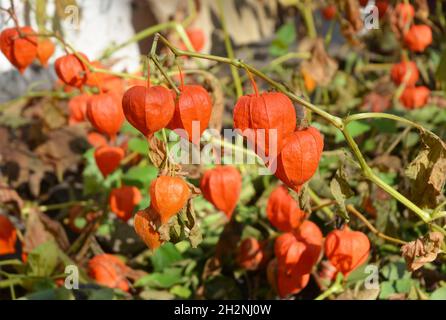 Récolte de fruits Physalis.Fleurs de Physalis dans le jardin d'automne. Banque D'Images