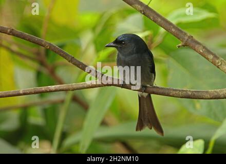 Drongo à ventilation blanche (Dicrurus caerulescens leucopygialis) adulte perché sur la branche (race endémique du Sri Lanka) Sri LankaDécembre Banque D'Images