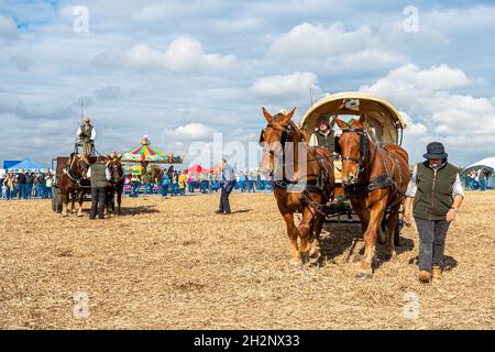 Une paire de chevaux Suffolk Punch tirant un wagon couvert au Great All England labour Match tenu à Droxford, Hampshire, Angleterre, Royaume-Uni, octobre 2021 Banque D'Images