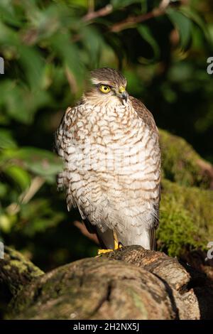 Sparrowhawk (Accipiter nisus), oiseau de proie ou rapaleur femelle perché dans un jardin, Royaume-Uni Banque D'Images