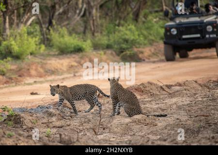 Katharagama, Sri Lanka.23 octobre 2021.Les léopards sont vus au parc national de Yala (également connu sous le nom de parc national de Ruhunu), à environ 260 km de Southwast de la capitale Colombo.Le parc national de Yala est le deuxième parc national le plus grand et le plus populaire.(Photo de Krishan Kariyawasam/Pacific Press) crédit: Pacific Press Media production Corp./Alay Live News Banque D'Images