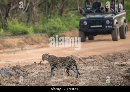 Katharagama, Sri Lanka.23 octobre 2021.Un léopard est vu au parc national de Yala (également connu sous le nom de parc national de Ruhunu), quelque 260 kms Southwast de la capitale Colombo.Le parc national de Yala est le deuxième parc national le plus grand et le plus populaire.(Photo de Krishan Kariyawasam/Pacific Press) crédit: Pacific Press Media production Corp./Alay Live News Banque D'Images