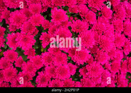 Fleurs de chrysanthème roses depuis la vue ci-dessus.Magnifique bouquet de chrysanthèmes fond Banque D'Images
