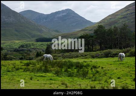 Une sélection d'images prises dans la région du Connemara du comté de Galway, les paysages d'Irlande et la voie de l'Atlantique sauvage. Banque D'Images