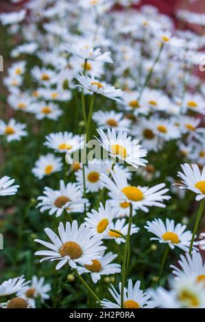Pré de printemps d'un tapis de petites fleurs roses et blanches qui sont connues sous le nom de pâquerettes sauvages.Les pâquerettes sauvages sont également appelées pâquerettes œilleton-bœuf Banque D'Images