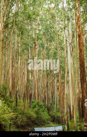 L'eucalyptus communément appelé gomme bleu du sud ou gomme bleue est une espèce de grand arbre à feuilles persistantes.Ils ont principalement des feuilles juvéniles d'écorce lisse Banque D'Images