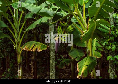 La banane est une plante vivace semblable à un arbre.C'est une herbe parce qu'elle n'a pas de tissus ligneux et la tige fruitée meurt après la croissance Banque D'Images