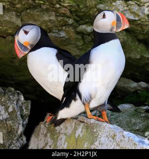 Maffins de l'Atlantique dans l'archipel de Mingan, Côte-Nord (Québec) Banque D'Images